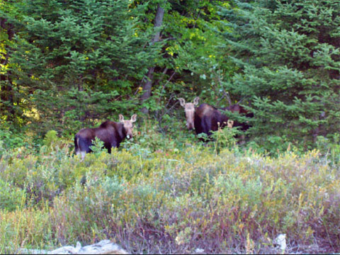 killarney moose